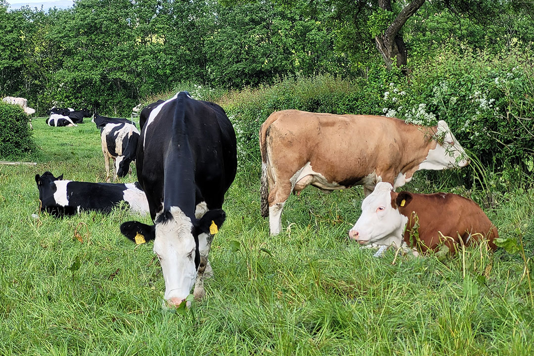 The current derogation limit of 250kg/ha was due to expire on 1 January 2026, but Ireland’s failure to improve water quality has forced an EU reduction to 220kg/ha. Photo: Chris McCullough