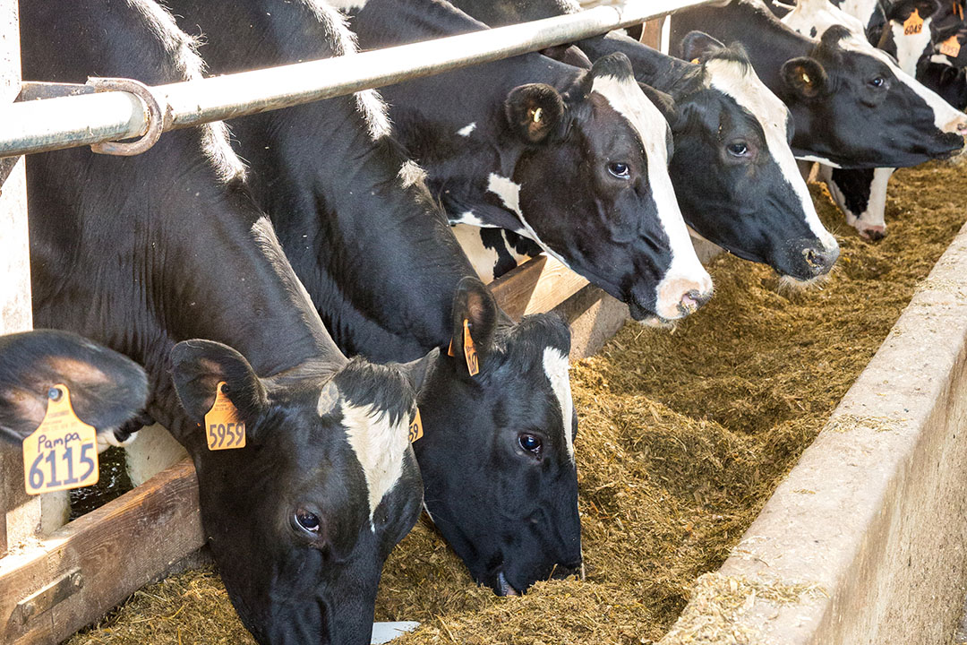 When Enogen corn is fed to lactating dairy cows, it increases feed efficiency by about 5%, a highly significant outcome. Photo: Syngenta Seeds