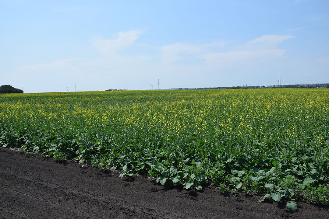 On the farm, they make use of precision agriculture in the form of digital technologies to collect and analyse data about conditions in the fields.