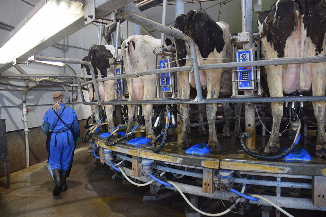 The average yield in the dairy herds in the province is between 10,000 and 12,000 kg milk per year per cow.