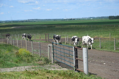 The dairy cows apparently thrive in the dry and cold climate in Alberta, where summer is only four months long and the temperature difference between summer and winter is from plus 35℃ to minus 40℃ in winter.