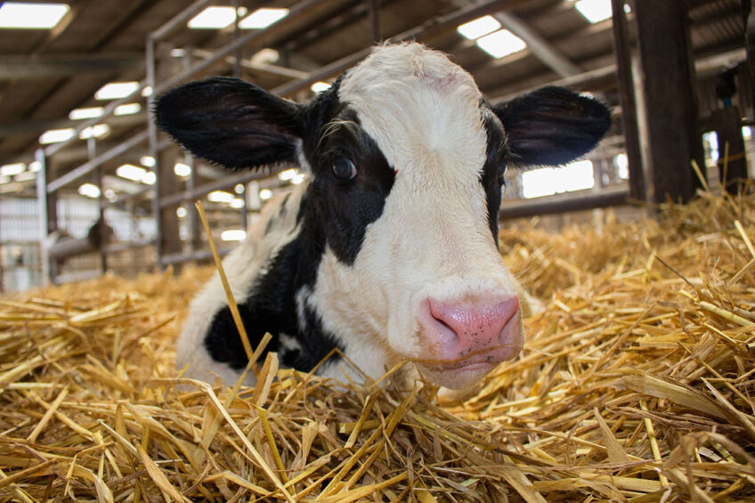 Research carried out in Ireland evaluated the effects of a slow-release milk replacer on health and behaviour of neonatal dairy calves to look at the potential benefits to welfare during transport. Photo: Canva