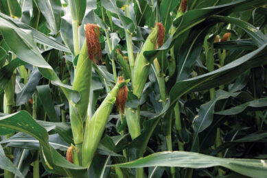 Enogen corn contains a gene that results in the production of an alpha amylase. Photo: Syngenta Seeds