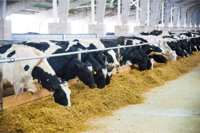 With feeding zeolite, farmers have to worry less about excess potassium going into the cow (and don’t have to monitor urine pH). This means farmers can feed their own higher-quality forages (alfalfa silage or grass silage) containing more protein and potassium. Photo: Canva