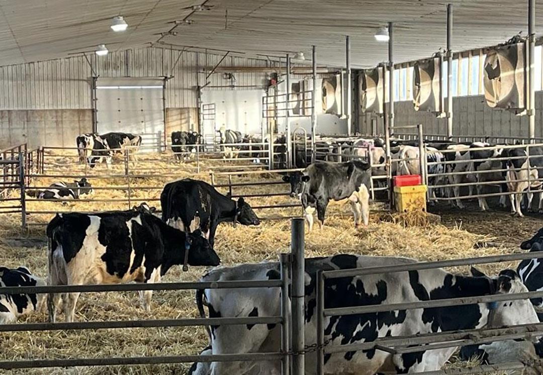 “The farm has a dairy herd of 400 Holstein cows. The average yield in the herd is approximately 13.700 kg of milk per year/cow with a fat percentage of 4.2 and 3.1% protein. Photo: Gert Schrijver