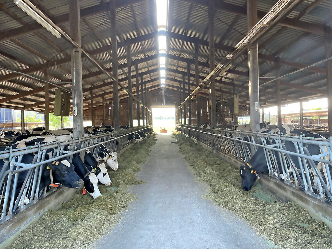 The cubicle stable has a standard design. Suter set it up in 2000. It wasn't until the age of 15 later that all places were occupied with dairy cows.