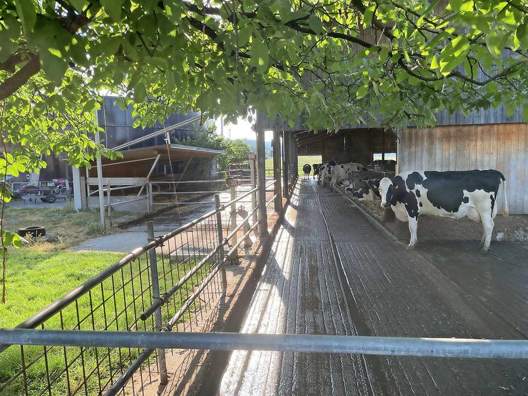 “Following a referendum in 1991, outdoor access was made compulsory for all production animals, including dairy cows in the winter period,” explains Peter Suter.