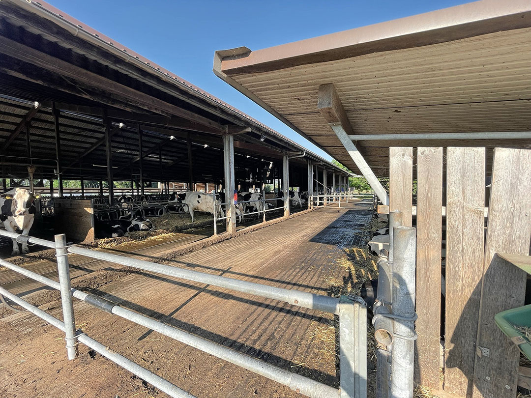 In front of the barn, an 8-metre-wide strip has slatted floors over the full width. There are also slatted floors over the full length of the side walls, approximately 4 meters wide. The cows have continuous free access to this area.