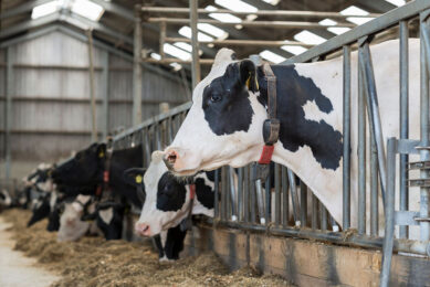 Researchers have developed a new method of detecting the disease through linking data from the analysis of a cow’s milk with other information about the cow to predict future progression in the animal’s health. Photo: Canva