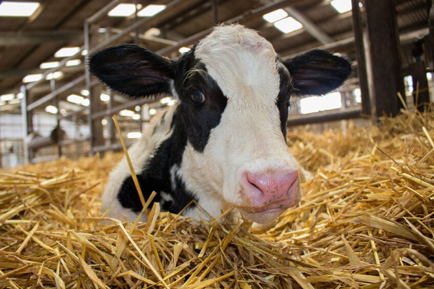 preventing faecal contamination of water and feed troughs is crucial in controlling coccidiosis in calves. Photo: Canva