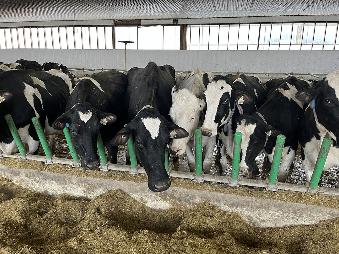 In 2019, Gert and Sonja's dairy farm was named Master Breed of the year by the organization Canadian Holstein. Photo: Ger Schrijver