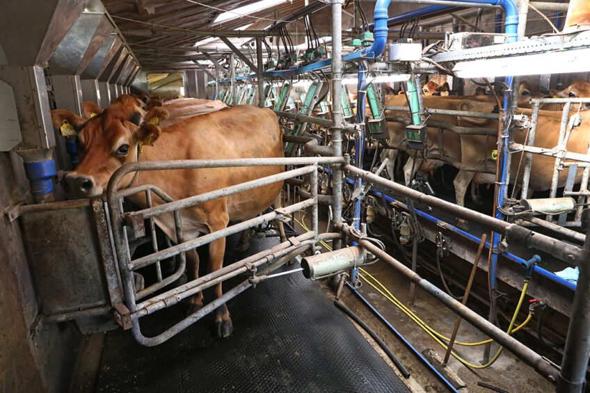 Milking temperament can be assessed during routine handlings in the milking parlour and handling temperament can be evaluated through standardised tests such as flight speed, reactivity in the handling corral, and flight distance. Photo: Henk Riswick