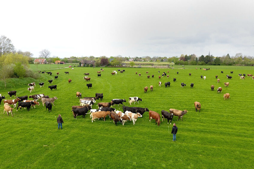 Dairy farmers are furious and have blamed the government for putting the future of Ireland’s multi-billion euro dairy industry in jeopardy.  Photo: Henk Riswick