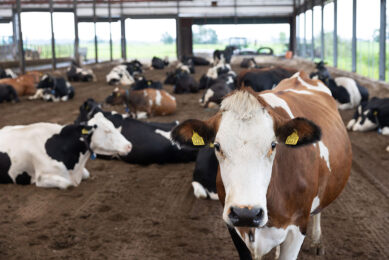 Lameness-related discomfort in dairy cows can indirectly alter methane emissions through several mechanisms. Photo: Herbert Wiggerman