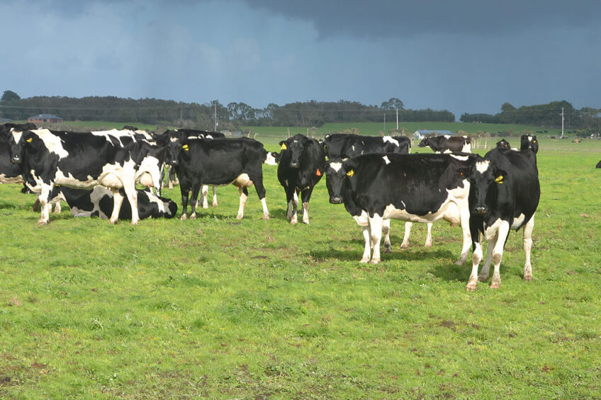 Farmers can measure the feed efficiency of animals, the kilogrammes of dry matter intake per day, and methane emissions. Photo: Rene Groeneveld