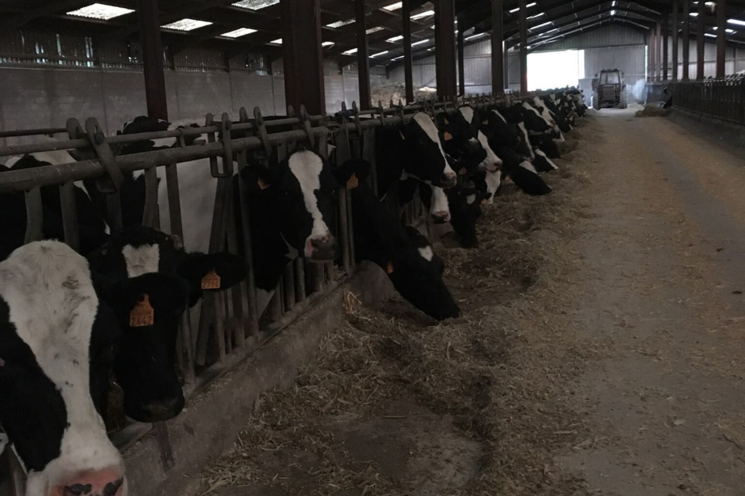 The cows receive a ration of maize silage and fodder every morning. This basic ration covers 26 kg of milk. Photo: Gaec Mairet family