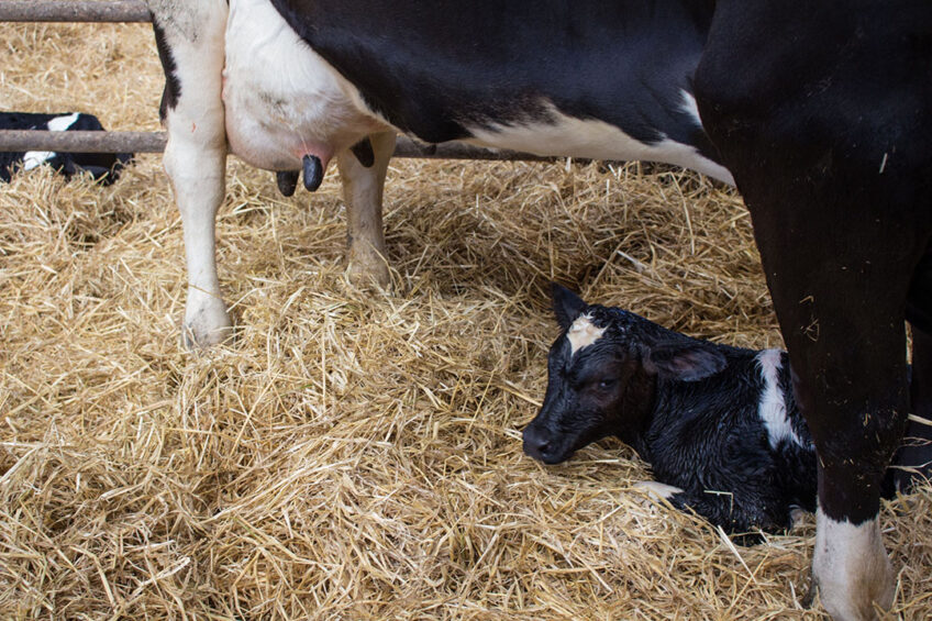 The efficiency of Ig absorption over the first 24 hours post-calving decreases after 6 hours reaching its minimal level at 24 hours of age, following the phenomenon known as gut closure. Photo: Canva