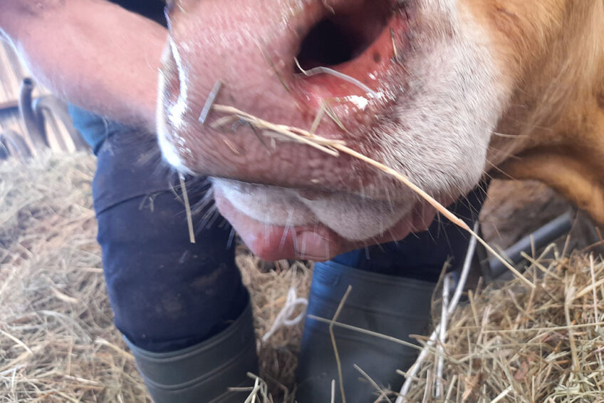 Clinical signs of the Bluetongue virus in cattle include ocular discharge, conjunctivitis, oral mucosal congestion, development of ulcers and necrotic lesions on the lips and tongue as well as oedema. Photo: Boerderij