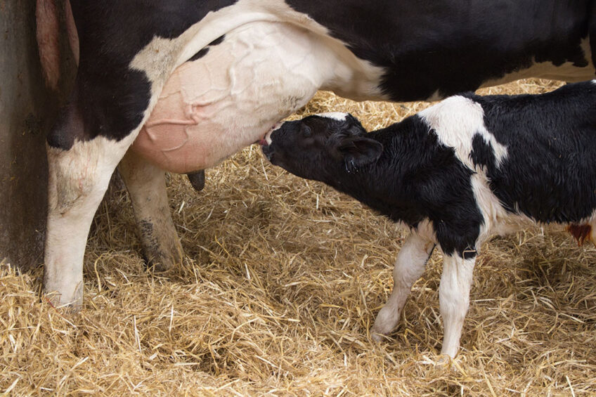A first step in evaluating the effects of cow-calf on lactation milk yield is to provide accurate estimates of the total amount of milk that the cow produces. Photo: Canva