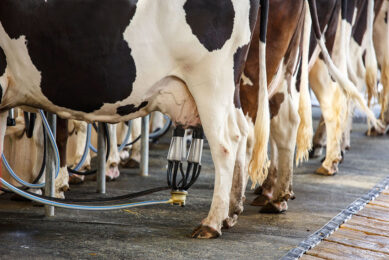 Genomic and phenotypic evaluation key indicators of udder health