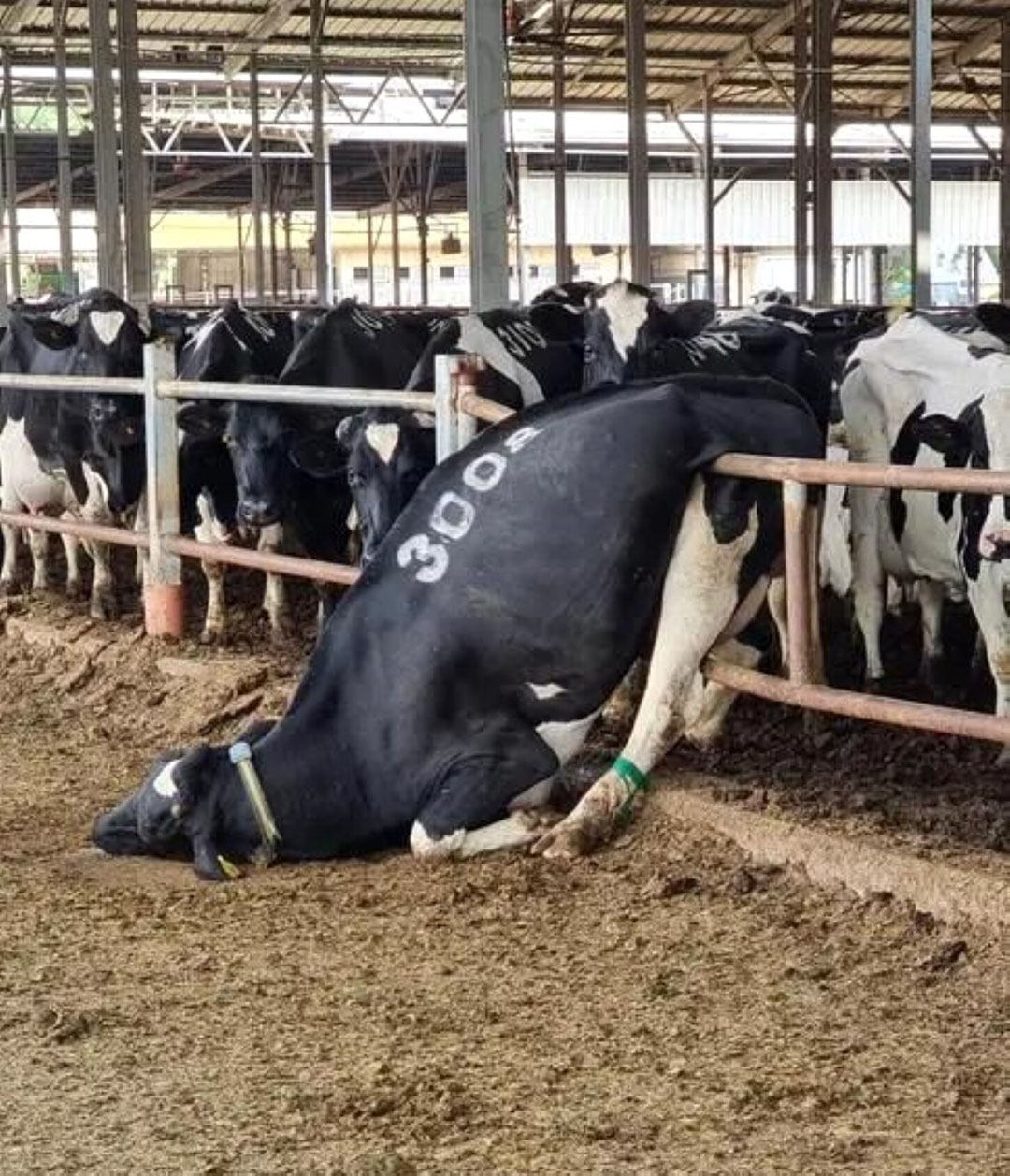 A cow on one of the kibbutz dairy farms cut off by the army close to the Gaza border got stuck trying to search for food.