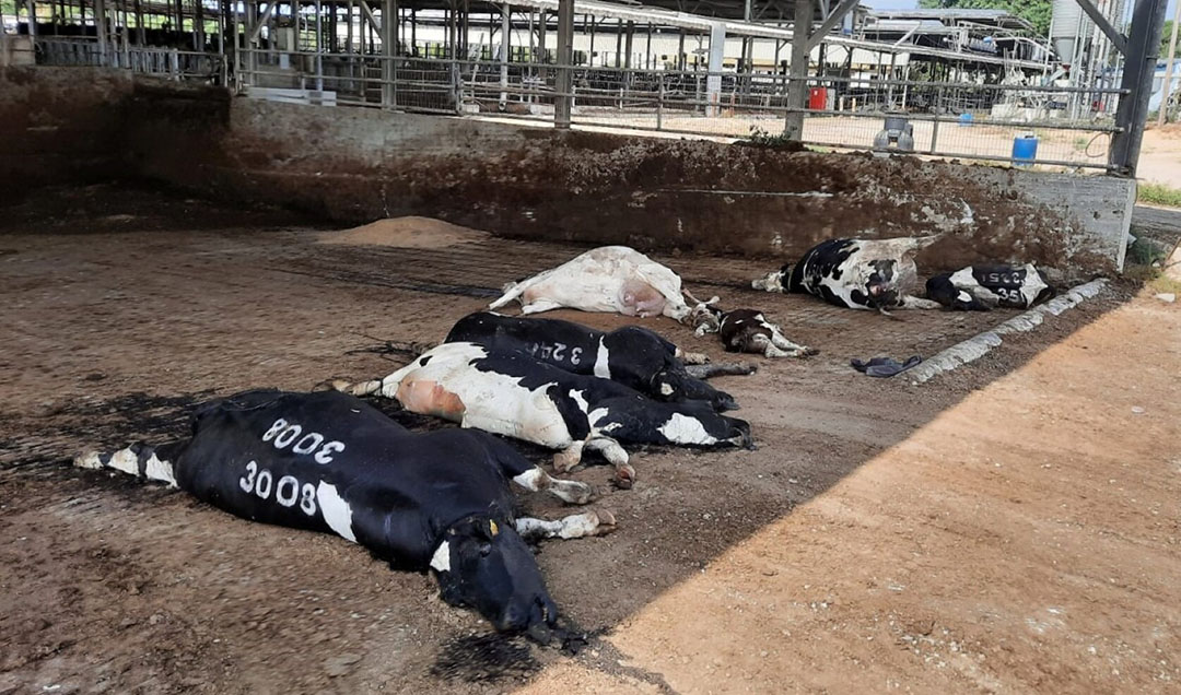 A number of cows have died from starvation on the Israeli kibbutz dairy farms.