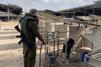 An armed Israeli soldier helps feed the calves on one of the kibbutz farms in the military no go zone. Photos supplied