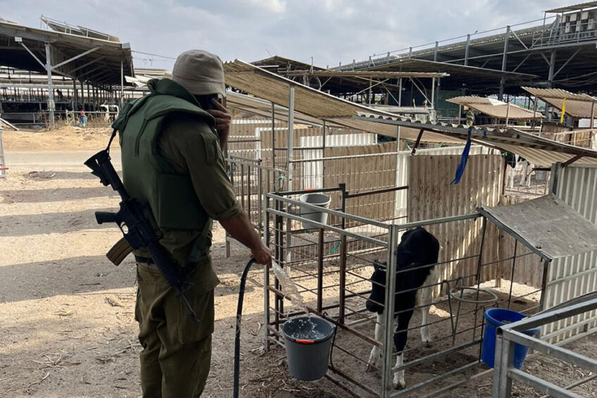 An armed Israeli soldier helps feed the calves on one of the kibbutz farms in the military no go zone. Photos supplied