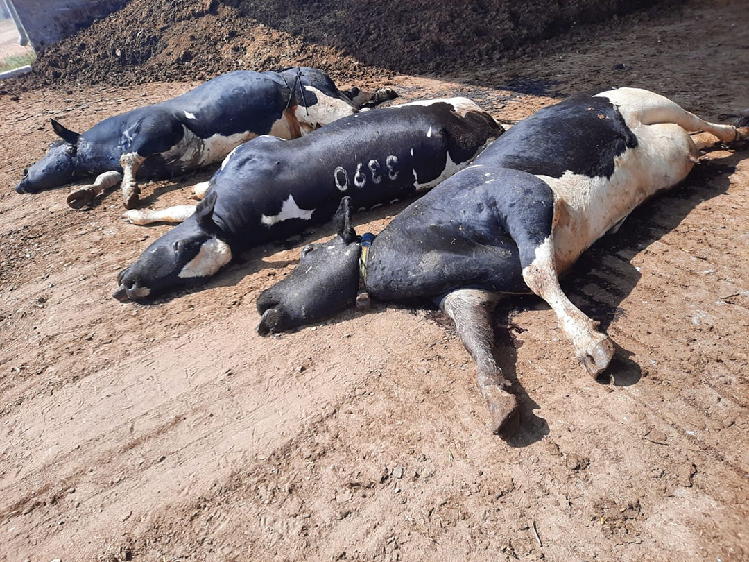Efforts are underway by volunteers to prevent more cows dying from starvation.