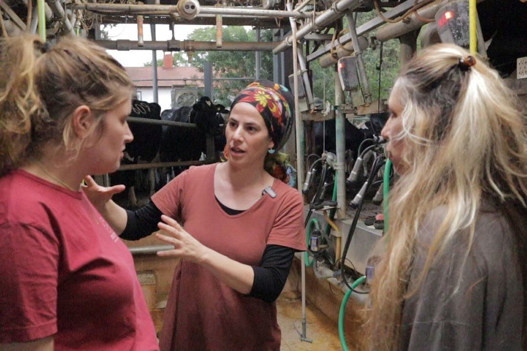 Sivan Lacker, founder and CEO of Mutual Dairy Farming in Israel, trains two more volunteers how to feed and milk the cows on the kibbutz farms that were attacked.