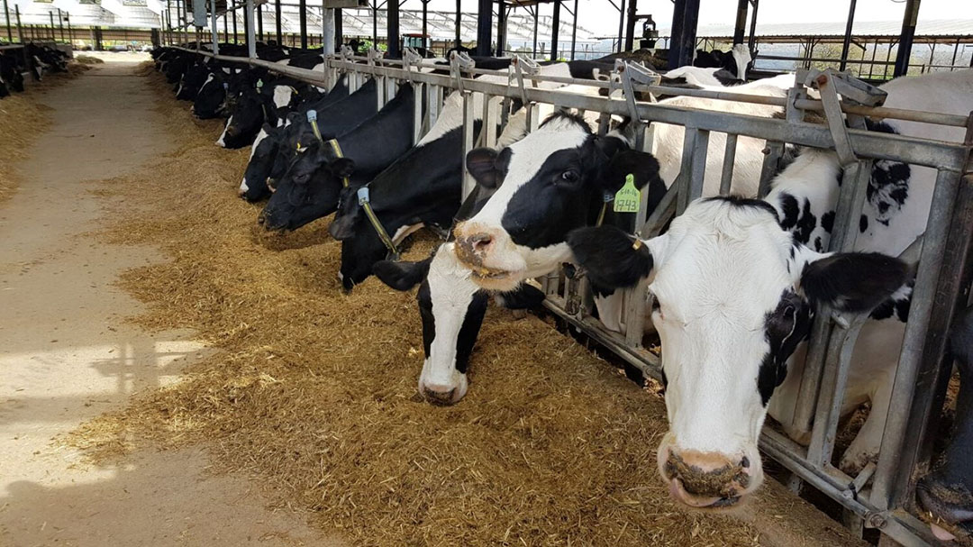Israeli dairy farms are among the top producing herds in the world.