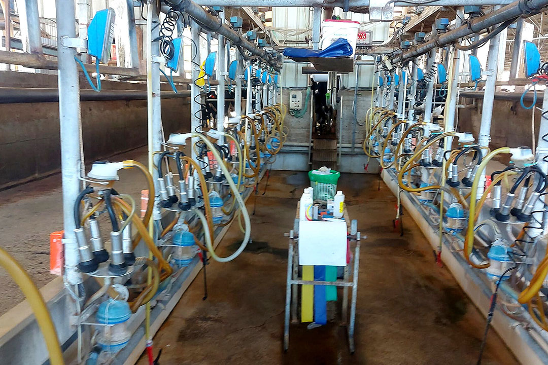 Cows are milked three times per day in a 12 x 12 herringbone parlour.