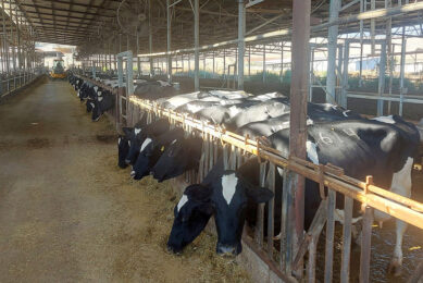 Cows are kept indoors all year round and fed a TMR. Photos: Yoel Strauss