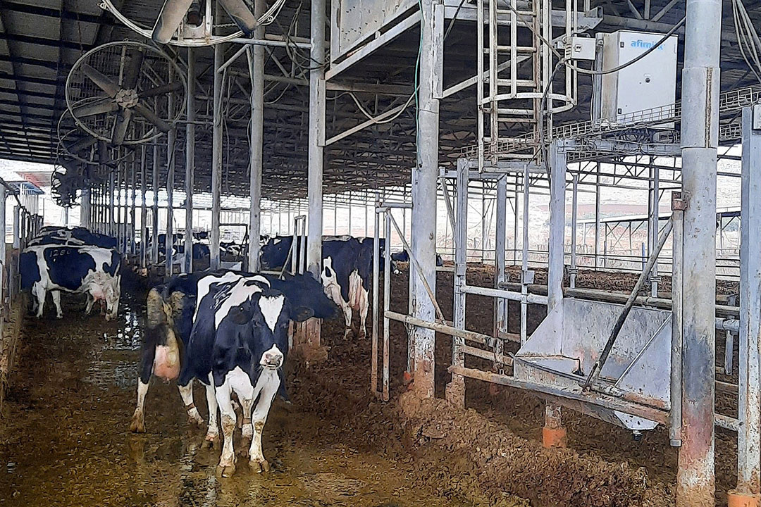 The farm continuously invests in fans to keep the cows cool.
