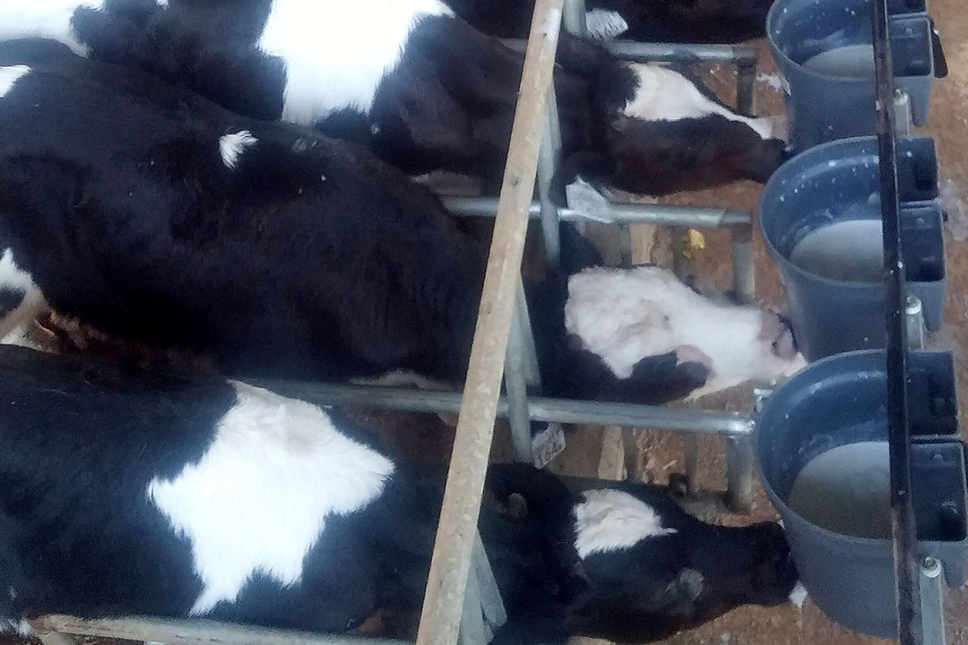 Holstein semen is used via AI to produce heifer calves.