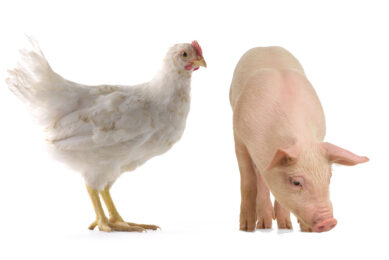 DON has both similar and different influences on broilers and pigs. Photo: Shutterstock