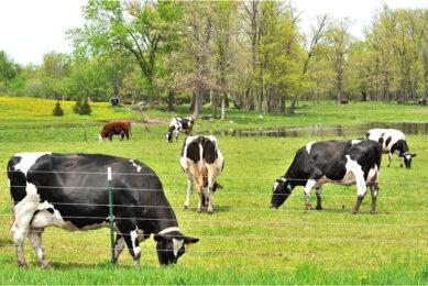 Epizootic Haemorrhagic Disease (EHD) is a vector-borne viral disease of ruminants. In small ruminants, it is generally asymptomatic. In cattle, on the other hand, it can cause clinical signs leading to economic losses on farms. Photo: Canva