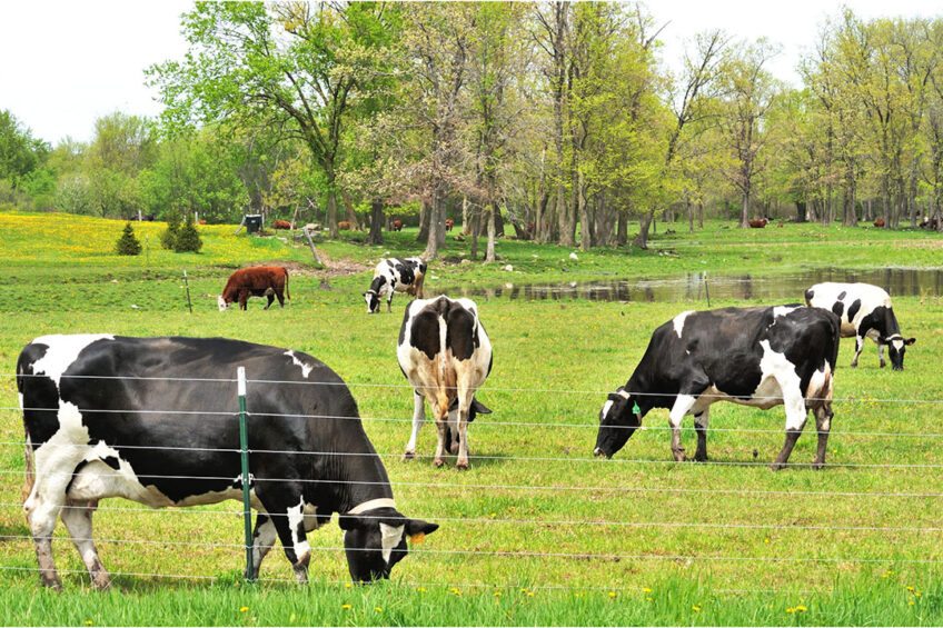 Epizootic Haemorrhagic Disease (EHD) is a vector-borne viral disease of ruminants. In small ruminants, it is generally asymptomatic. In cattle, on the other hand, it can cause clinical signs leading to economic losses on farms. Photo: Canva