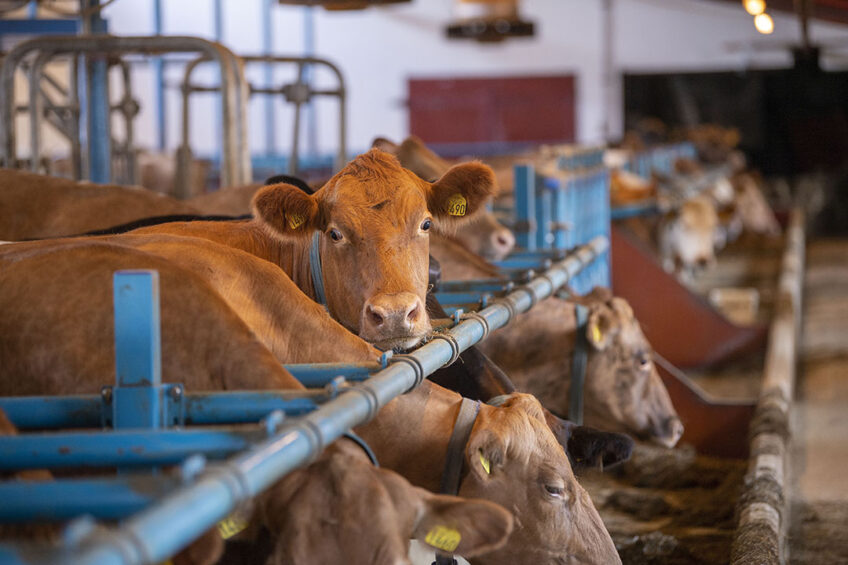 In the EU - some nations have domestic legal requirements for dairy cattle welfare, while in others it is left to industry standards or niche production requirements that are linked to various premium labels.  Photo: Mark Pasveer