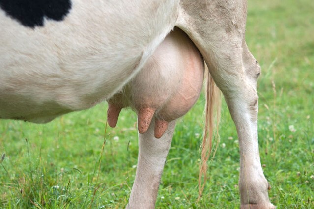 US: Costs of over-treating cows with mastitis