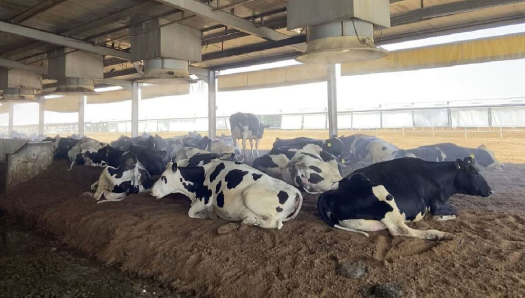 Sustainability, a concept central to global conversations on climate change and resource management, is also finding firm footing in the Emirates’ dairy sector. Photo: Alltech