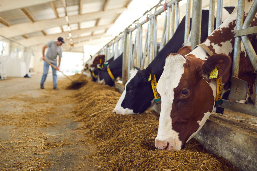 In the feed department of management, Pauly worked with the nutritionist to reduce feed costs and increase the amount of forage being fed. This helped lower costs and provide a bit more cushion on expenses. (Generic) Photo: Canva