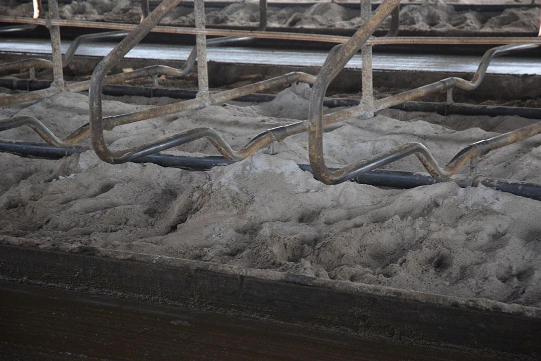 The bedding is sand, which is gentler on the cows than concrete floors with straw.