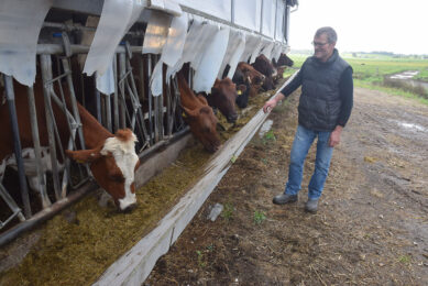 When the cows comes in from summer grazing to the barn, they are given approximately 1 tonne of wholeseed for the first month, after which they are fed with grass silage. Photos supplied.