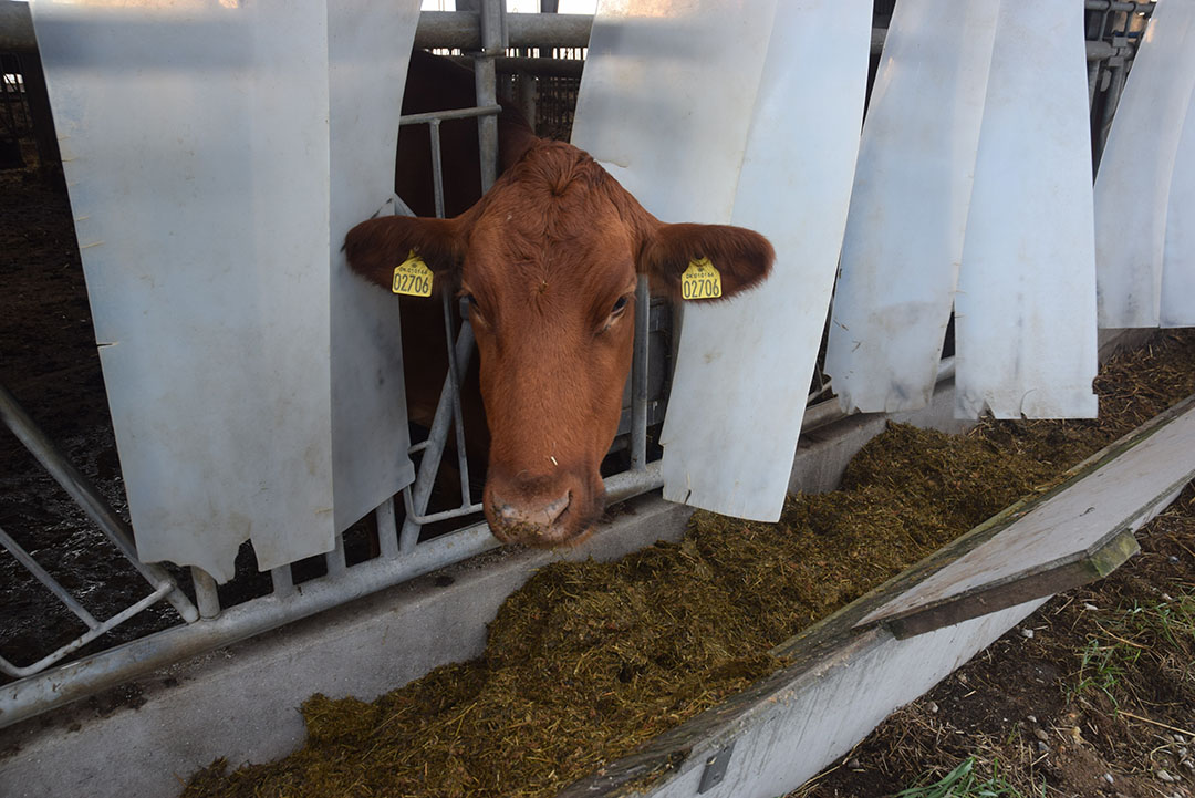 Roughage is mixed by the farm.