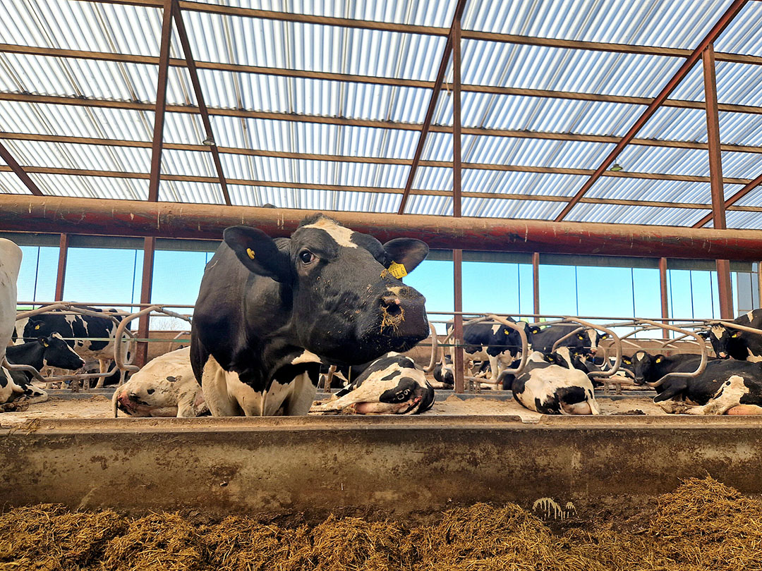 Cows perform better in a more natural environment with better light offered by the Heatguard Evolution sheeting. Photo: Chris McCullough