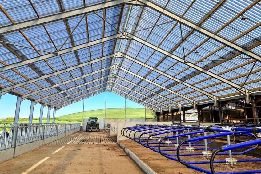 More light in the dairy barn means healthier cows and better fertility. Photo: Chris McCullough