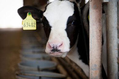 The aim of the longitudinal study was to measure the association between the transmission routes via the dam and the environment on a calf that subsequently tested serologically positive for MAP. Photo: Joris Telders