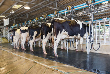 "The difficulties have affected those to a lesser extent who use milking equipment from Israel. It's much worse for those who relied on major dairy machine companies which have left Russia," commented Alexey Pavlov, general director of the Pervomaisky milk farm. Photo: Canva