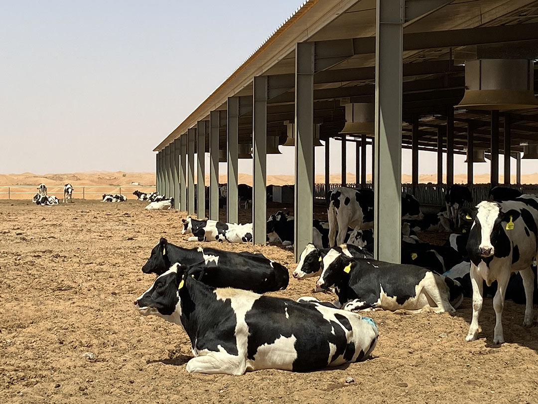 Food security has long been a priority for the Emirates, driven by its leaders’ vision to safeguard the nation’s ability to provide for its people. The dairy industry plays a vital role in this pursuit. Photo: Alltech